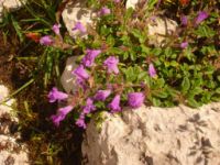 2014-08-02_06FritzPflaum-Steig (326).JPG